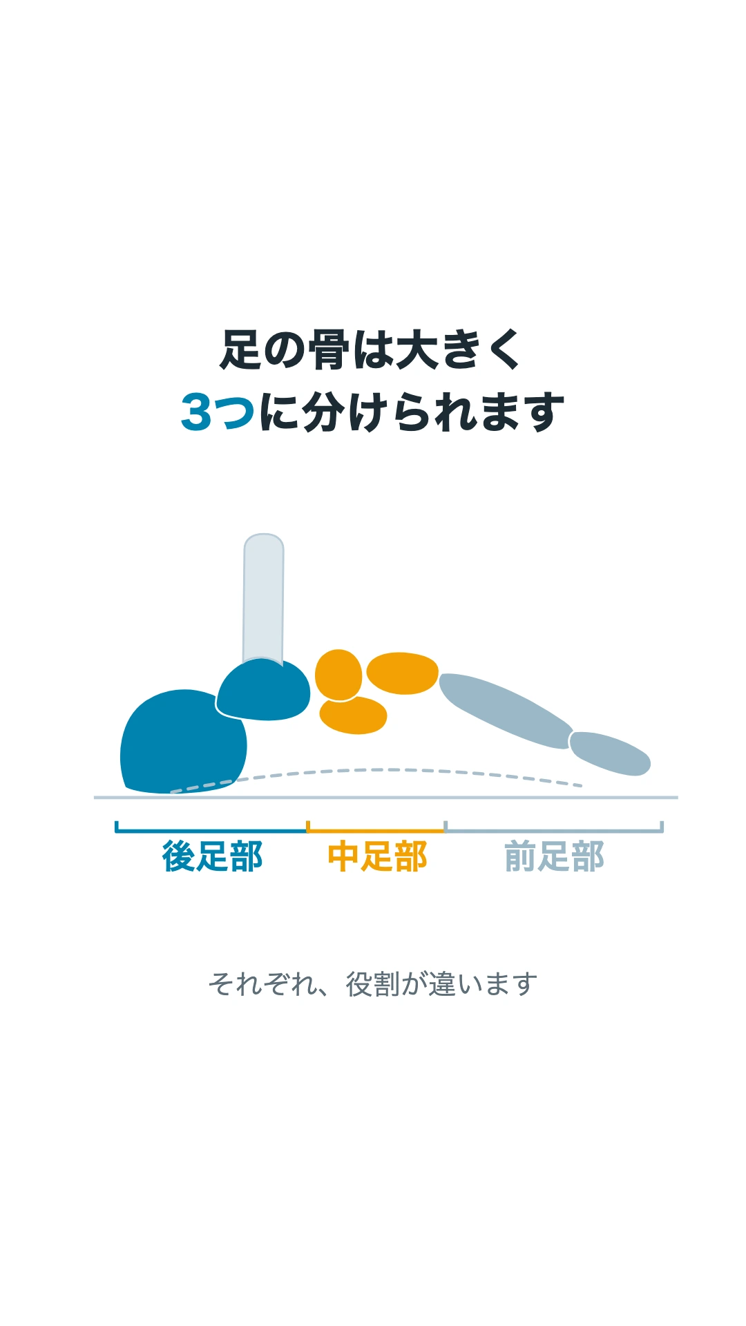 足の骨を後足部(青)・中足部(オレンジ)・前足部(グレー)の3つに分けた模式図