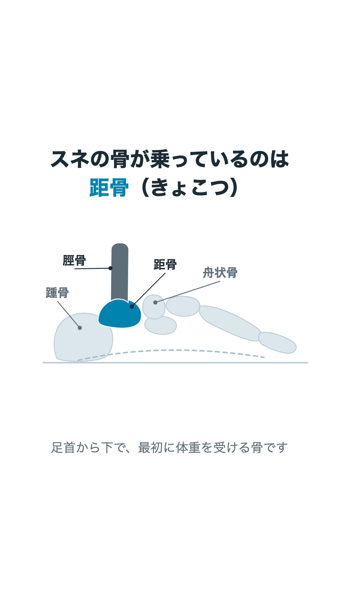 スネの骨が乗る距骨の位置を示した図