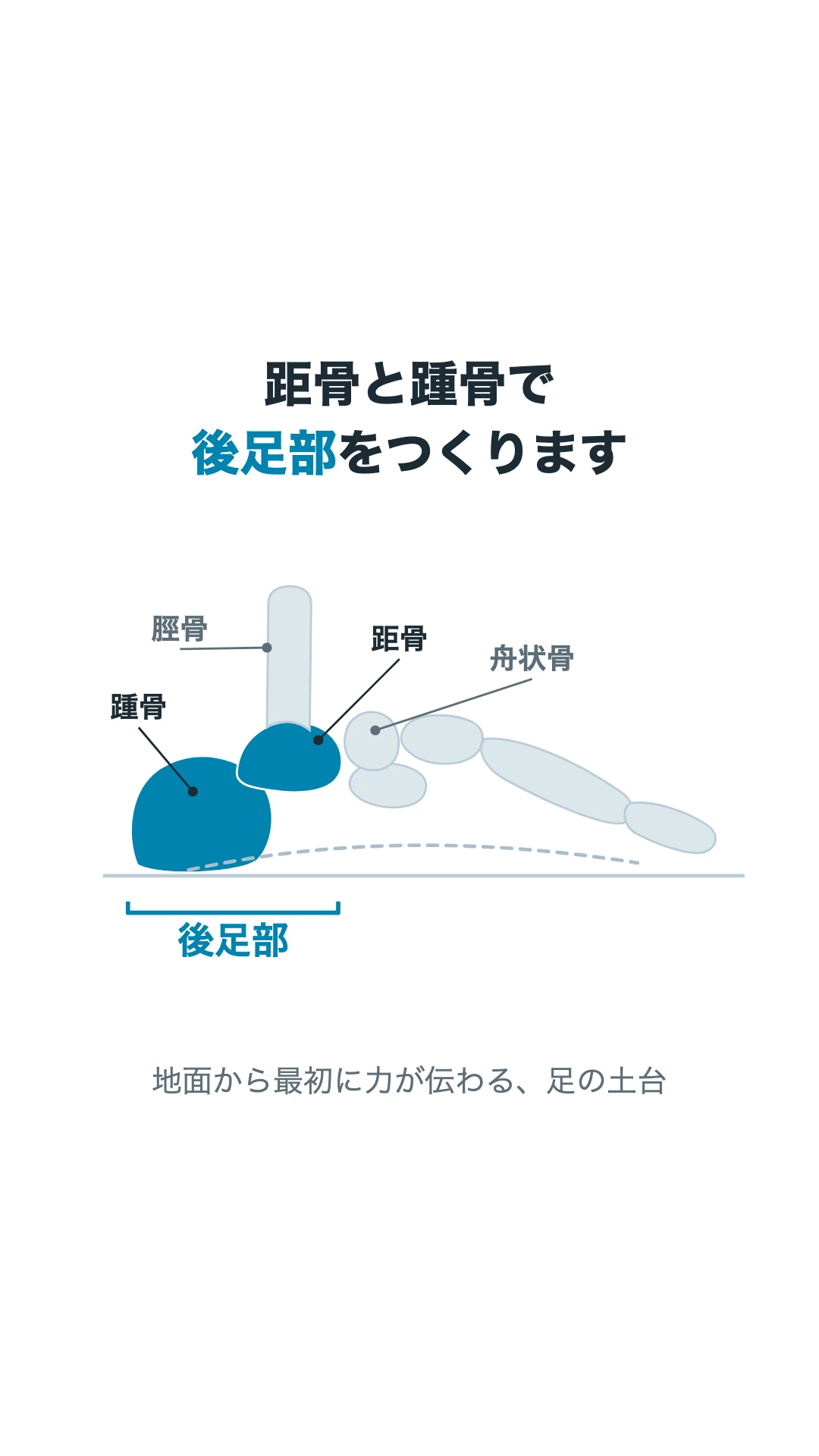 距骨と踵骨で構成される後足部を青で示した図