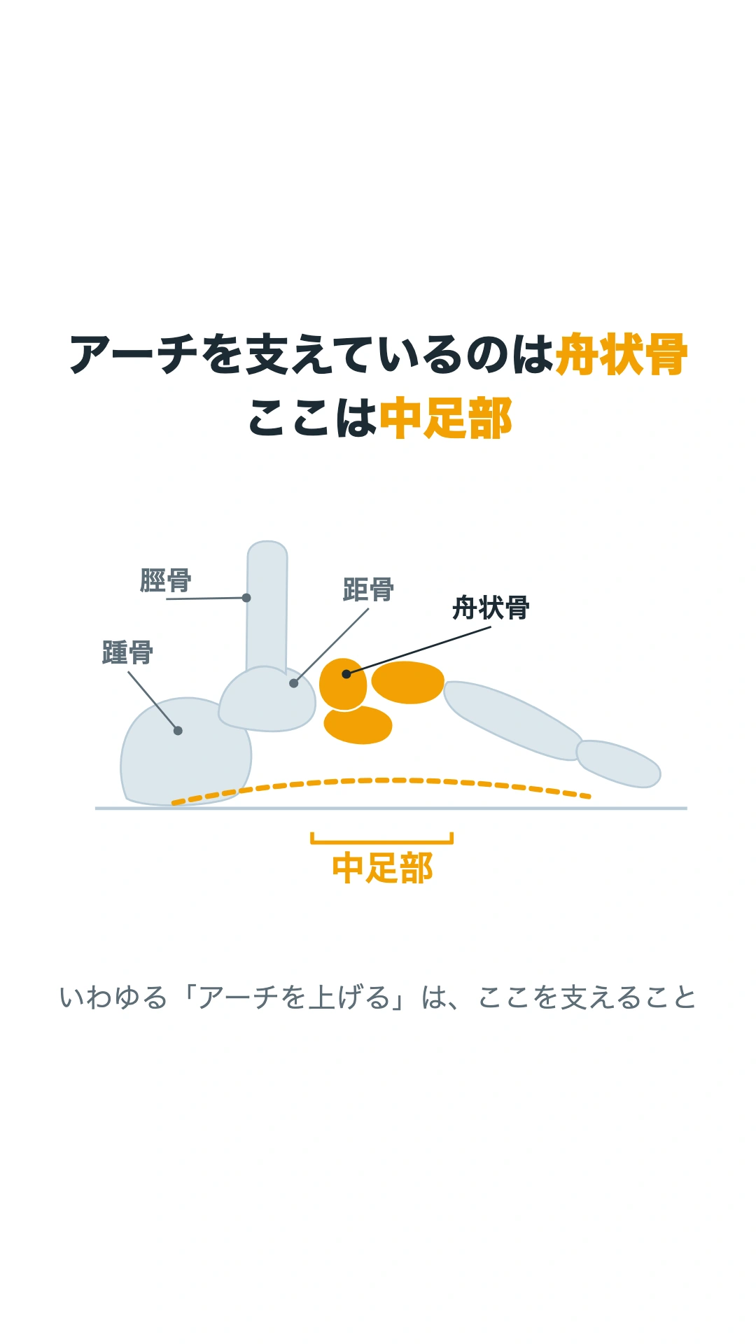 アーチに関わる舟状骨と中足部をオレンジで示した図